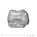 SK 98 Paranthropus robustus ULM2 mesial
