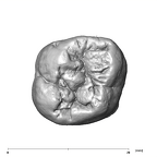SK 98 Paranthropus robustus ULM2 occlusal