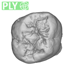 SK 98 Paranthropus robustus ULM2 ply