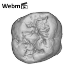 SK 98 Paranthropus robustus ULM2 ply movie
