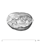 SK 99 Paranthropus robustus ULP4 apical