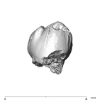 SK 99 Paranthropus robustus ULP4 buccal