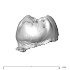 SK 99 Paranthropus robustus ULP4 distal