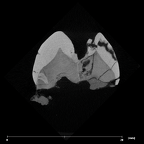 SK 99 Paranthropus robustus ULP4 internal