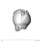 SK 99 Paranthropus robustus ULP4 lingual