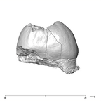 SK 99 Paranthropus robustus ULP4 mesial