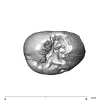 SK 99 Paranthropus robustus ULP4 occlusal