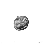 SK 9 Paranthropus robustus LLP4 apical