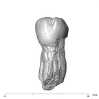 SK 9 Paranthropus robustus LLP4 buccal