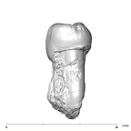 SK 9 Paranthropus robustus LLP4 distal