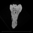 SK 9 Paranthropus robustus LLP4 internal