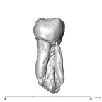 SK 9 Paranthropus robustus LLP4 lingual