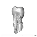 SK 9 Paranthropus robustus LLP4 mesial