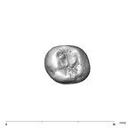 SK 9 Paranthropus robustus LLP4 occlusal