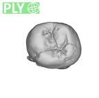 SK 9 Paranthropus robustus LLP4 ply