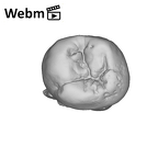 SK 9 Paranthropus robustus LLP4 ply movie