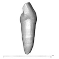 Scladina 4A-11 Homo neanderthalensis URI1 distal