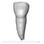 Scladina 4A-11 Homo neanderthalensis URI1 labial