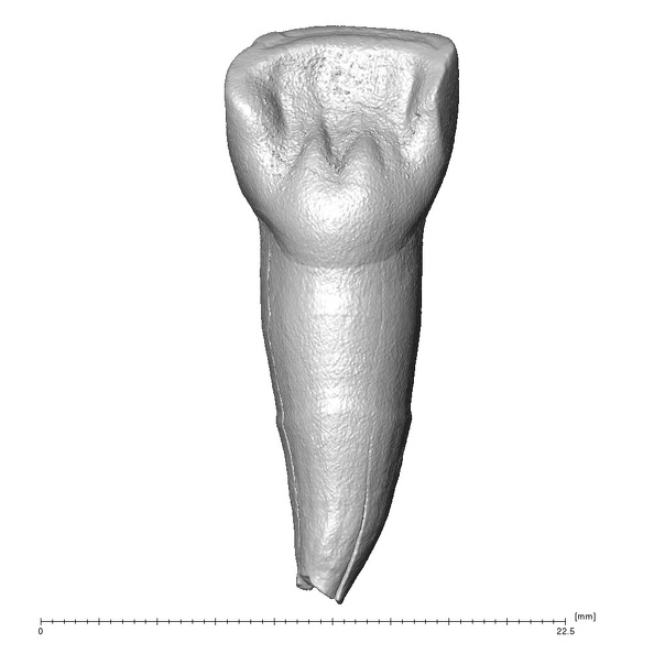 Scladina 4A-11 Homo neanderthalensis URI1 lingual