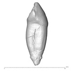 Scladina 4A-12 Homo neanderthalensis LRC distal