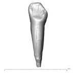 Scladina 4A-12 Homo neanderthalensis LRC lingual