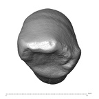 Scladina 4A-12 Homo neanderthalensis LRC occlusal
