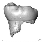 Scladina 4A-13 Homo neanderthalensis LLDM2 buccal
