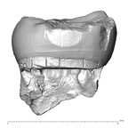 Scladina 4A-13 Homo neanderthalensis LLDM2 distal