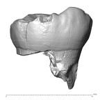 Scladina 4A-13 Homo neanderthalensis LLDM2 lingual