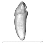 Scladina 4A-14 Homo neanderthalensis URI2 distal