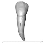 Scladina 4A-14 Homo neanderthalensis URI2 labial
