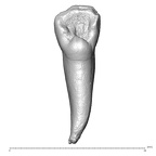 Scladina 4A-14 Homo neanderthalensis URI2 lingual