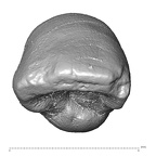 Scladina 4A-14 Homo neanderthalensis URI2 occlusal