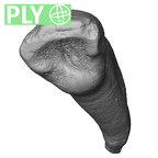 Scladina 4A-14 Homo neanderthalensis URI2 ply