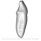 Scladina 4A-15 Homo neanderthalensis LRI1 distal