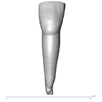 Scladina 4A-15 Homo neanderthalensis LRI1 labial