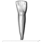 Scladina 4A-15 Homo neanderthalensis LRI1 lingual