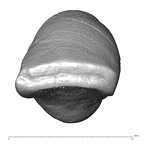 Scladina 4A-15 Homo neanderthalensis LRI1 occlusal
