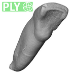 Scladina 4A-15 Homo neanderthalensis LRI1 ply