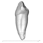 Scladina 4A-16 Homo neanderthalensis URC distal