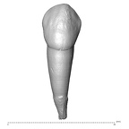 Scladina 4A-16 Homo neanderthalensis URC labial