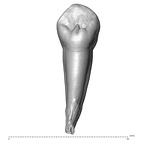 Scladina 4A-16 Homo neanderthalensis URC lingual