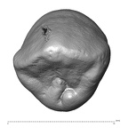 Scladina 4A-16 H. neanderthalensis URC