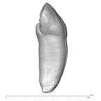 Scladina 4A-17 Homo neanderthalensis ULI2 distal