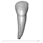 Scladina 4A-17 Homo neanderthalensis ULI2 labial