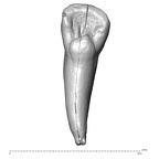 Scladina 4A-17 Homo neanderthalensis ULI2 lingual