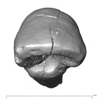 Scladina 4A-17 H. neanderthalensis ULI2