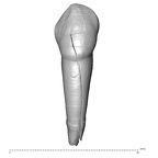Scladina 4A-18 Homo neanderthalensis ULC labial