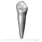 Scladina 4A-18 Homo neanderthalensis ULC lingual