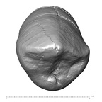Scladina 4A-18 Homo neanderthalensis ULC occlusal
